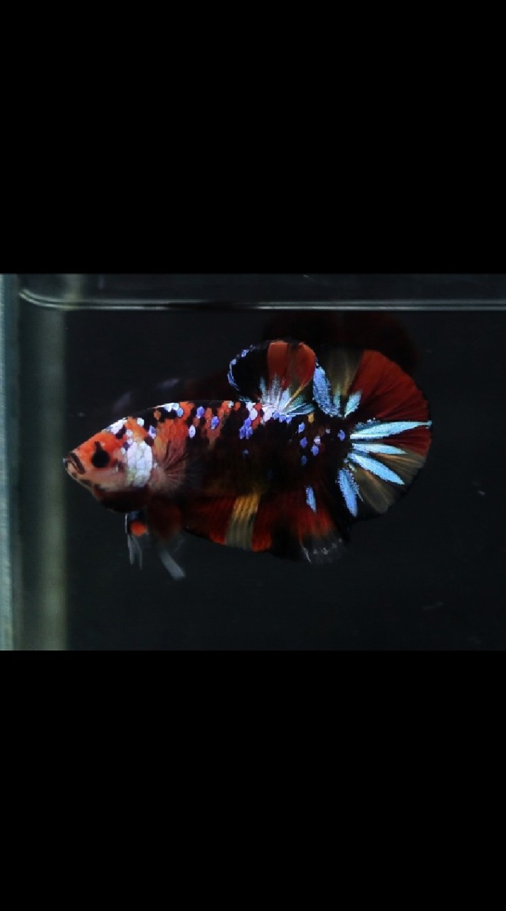 Chaya Betta​ คุยเล่นเรื่องปลากัด​🐟🐳