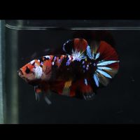 Chaya Betta​ คุยเล่นเรื่องปลากัด​🐟🐳