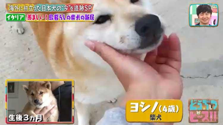 海外に旅立った日本犬は今 イタリア メキシコの柴犬 秋田犬の生活は激変していた