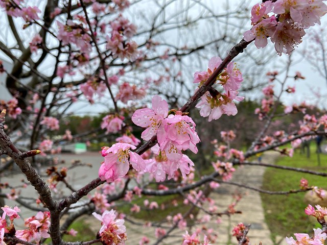 后里崴立機電櫻花公園
