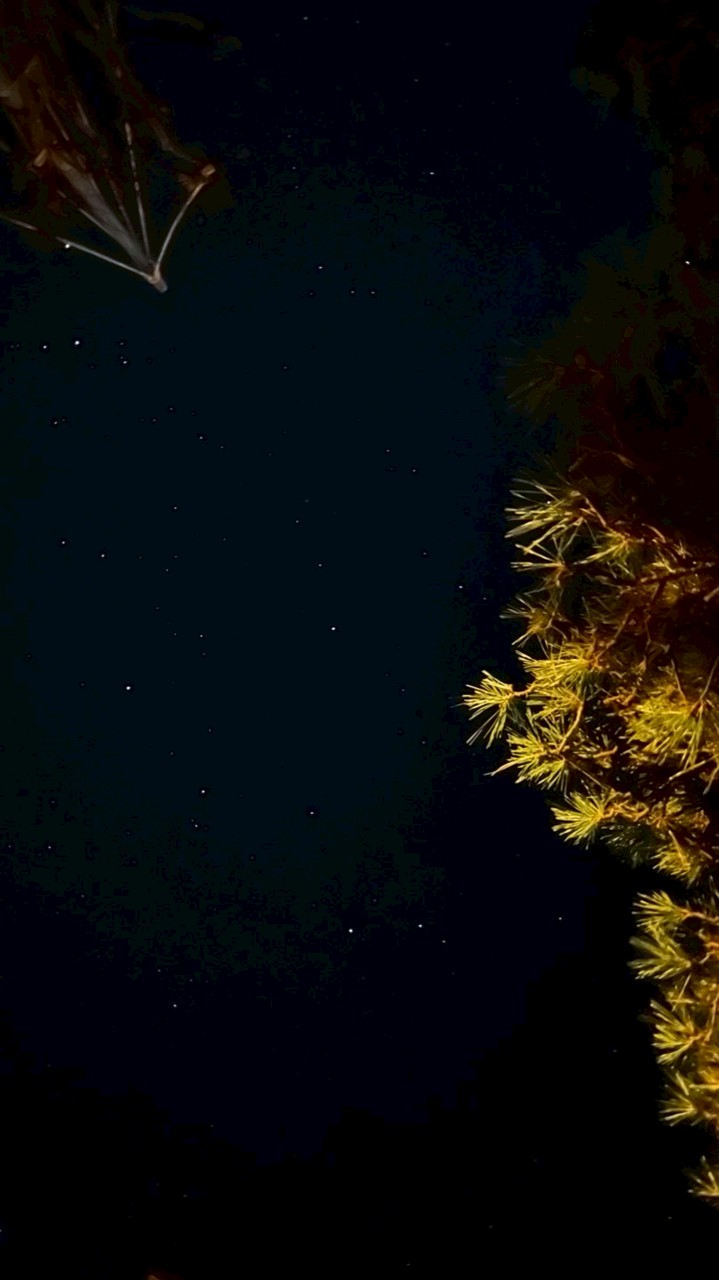 スプラ 女子男子 来てー！