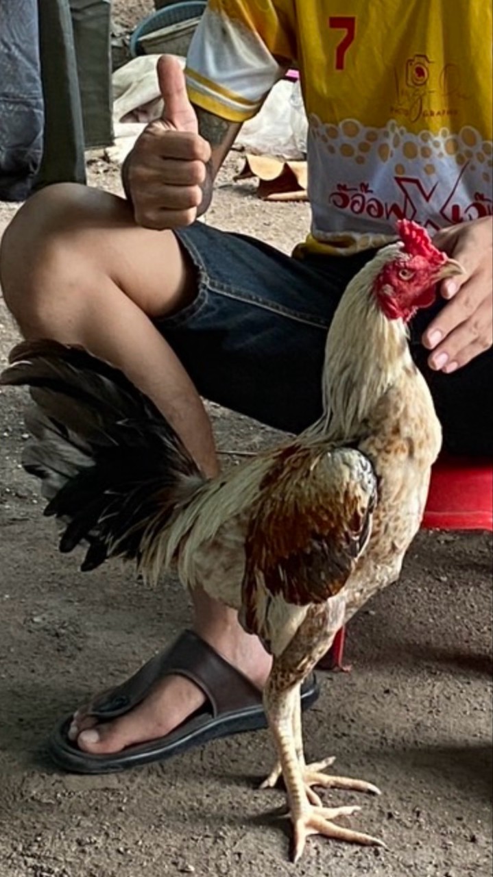 ซุ้ม ธิดา ฟร์ามไก่ชน🐓🏆