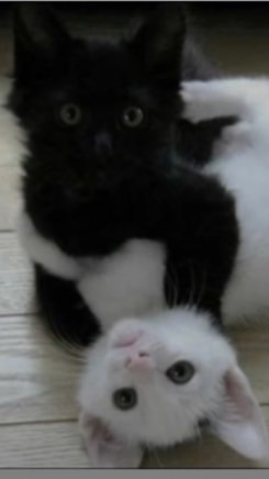 リア充なっちゃおーう❕❕