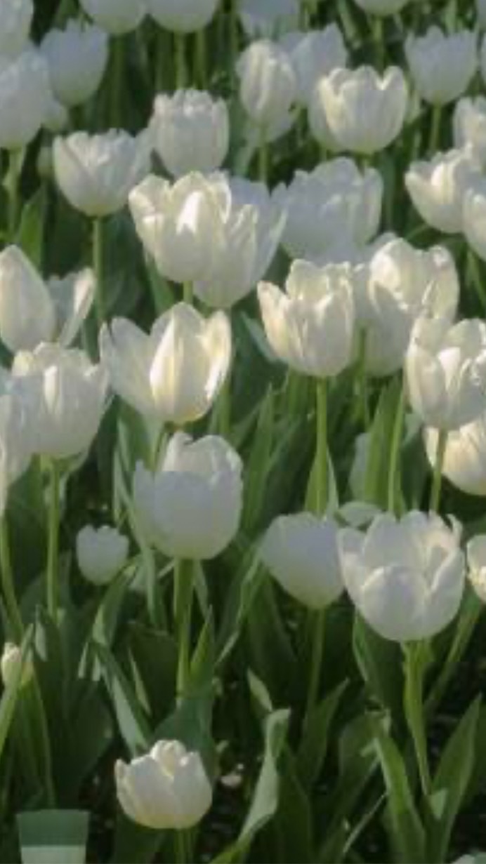 楽しく話そう！雑談部屋！