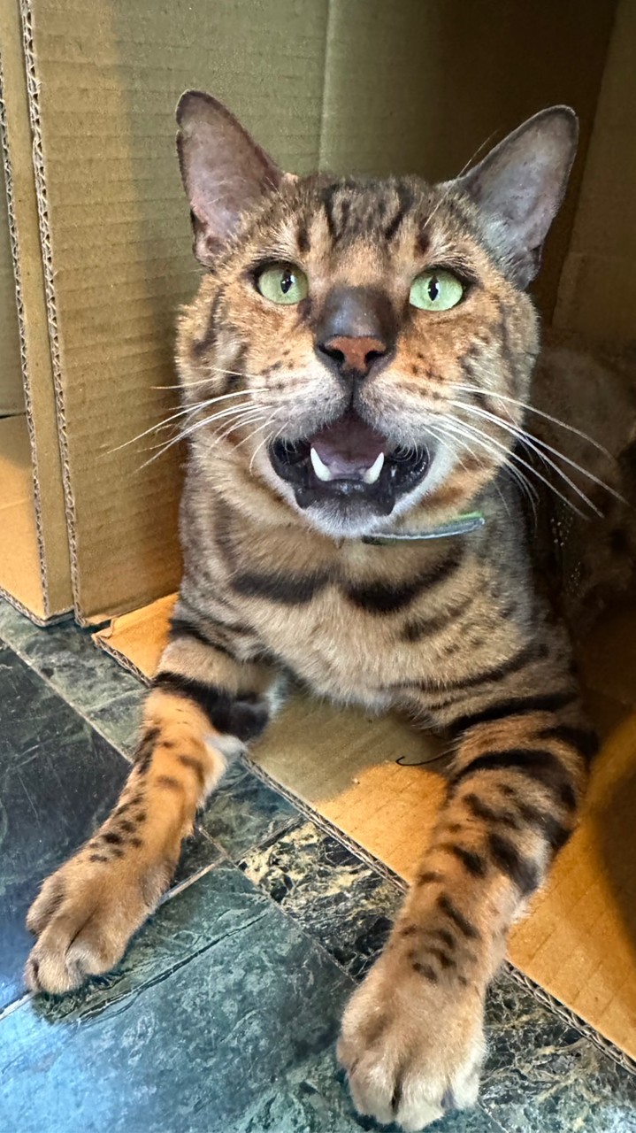 西瓜🍉純團購📦