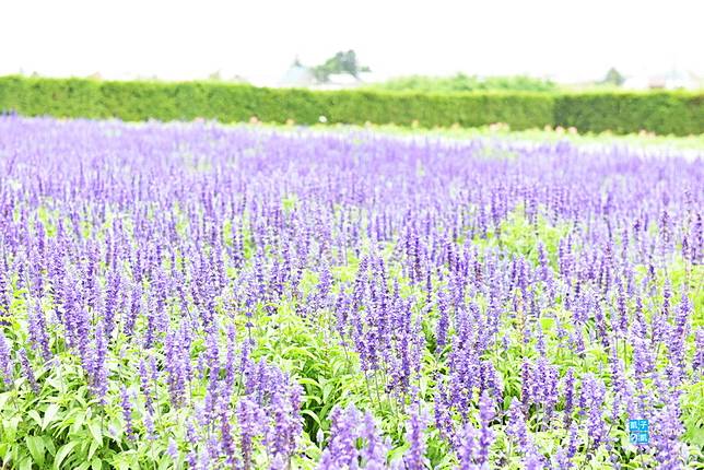 紫色的花海超浪漫 北海道富良野薰衣草花田 Homita Line Today