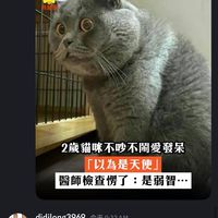 智（障）寵聯盟
