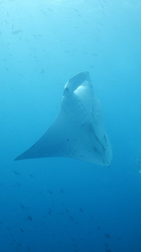 Hi 5 Diving (愛潛客）約潛水