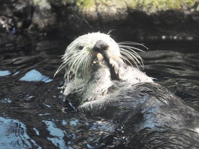 ラッコは グルメ な生き物だった 気に入らないエサはポイっと捨てちゃう Jタウンネット