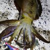 エギング魂　No Eging.No Life　エギングでのイカ専門
