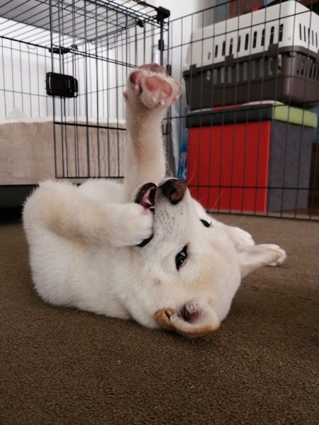 華麗にパーンチ わんこのかわいい右ストレートにワンパンノックアウト おたくま経済新聞