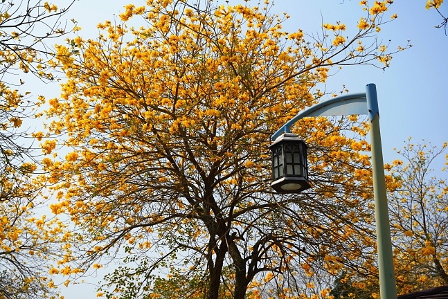 2023廍子公園黃花風鈴木花況,台中最美的黃金公園,廍子公園黃花風鈴木,廍子公園黃花風鈴木花況