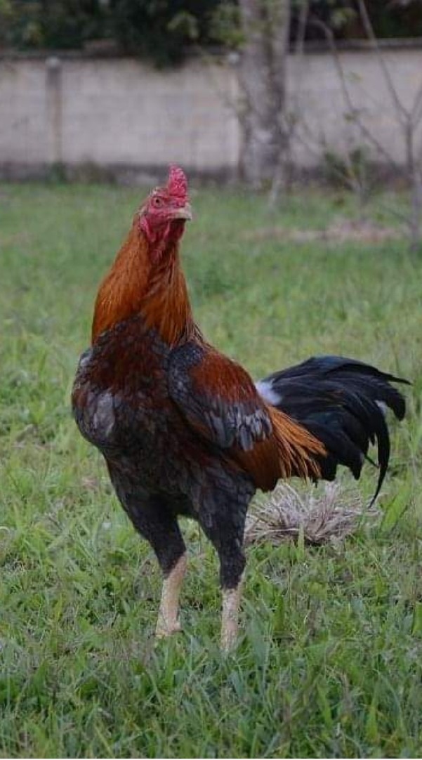 ไก่ชนตองยี เชียงคำ