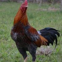 ไก่ชนตองยี เชียงคำ