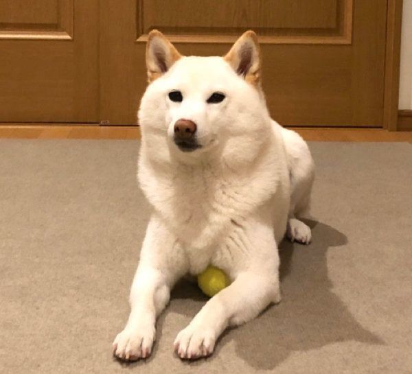 おばあちゃん犬との思い出に浸る 涙腺ゆるみっぱなしに