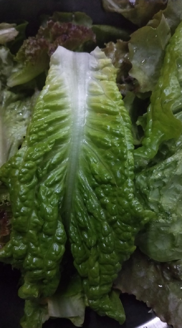 花蓮吉安開心農場