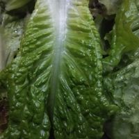 花蓮吉安開心農場