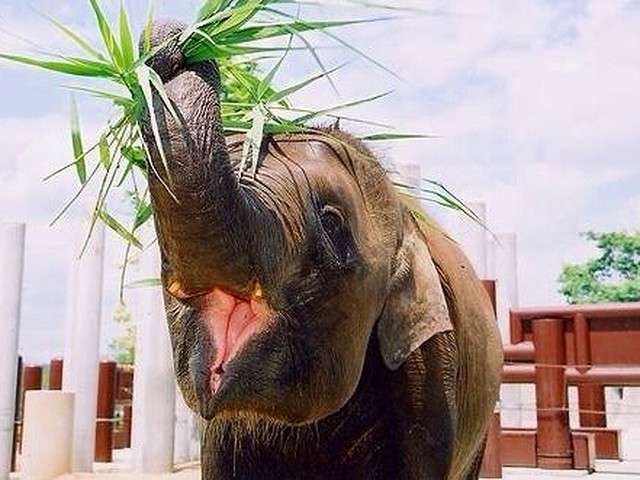 中国地方のおすすめ動物園 ふれあい エサやり 入園無料も 前編 いこーよ
