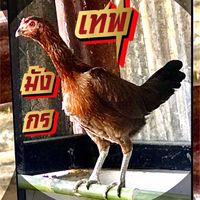 ซุ้ม เทพมังกรฟาร์ม