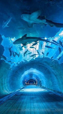 [ DR IV ] :: Aquarium