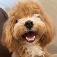 ★都内★わんこの会🐾