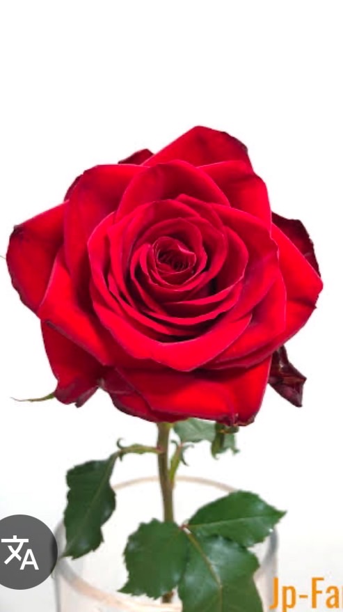 シングルアラフォー以上のお部屋🌹