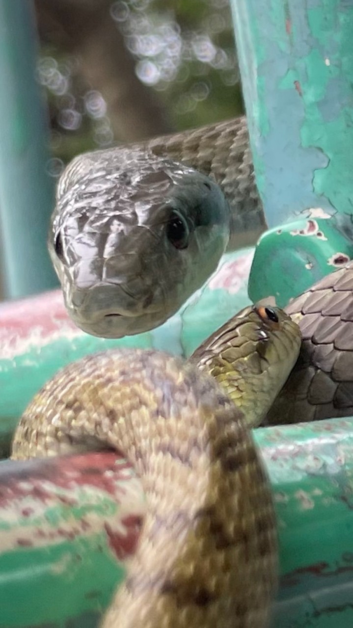 生き物好きの人の集い