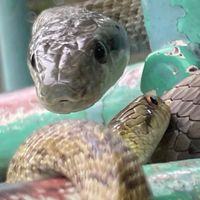 生き物好きの人の集い