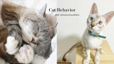 你家貓根本不care你！貓的6種行為證明主人在牠心中地位，你是奴才還是屁？