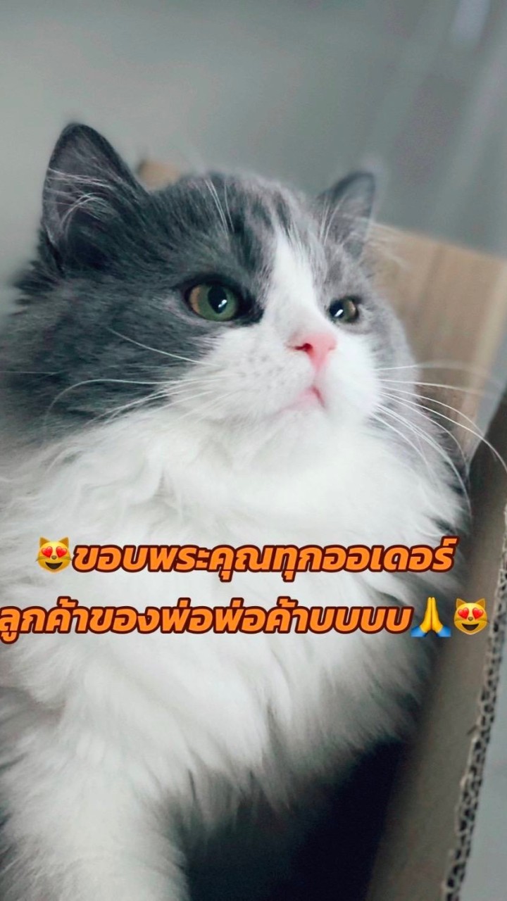 ♨️รับออเดอร์ครัวยากูซ่า♨️