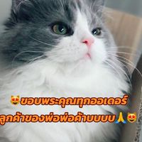 ♨️รับออเดอร์ครัวยากูซ่า♨️