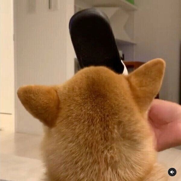 春のお散歩で誤食に気をつけたい 犬に危険な植物とは