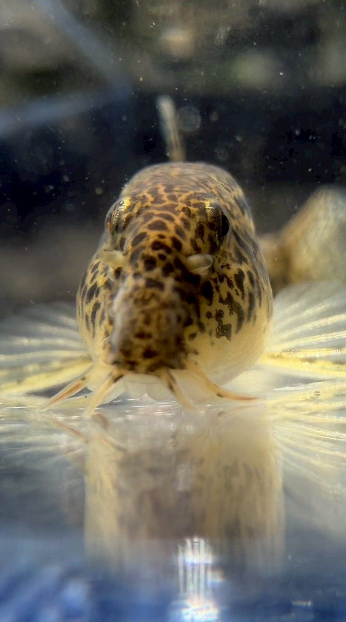 日本淡水魚好きが集まるオープンチャット