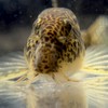 日本淡水魚好きが集まるオープンチャット