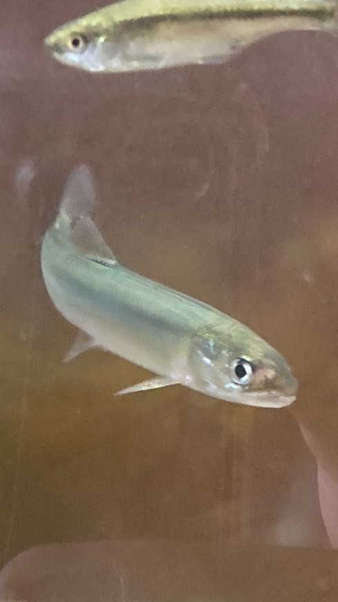 日本淡水魚大好き！！