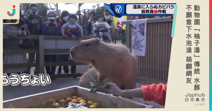 動物園 柚子湯 傳統水豚不願意下水泡澡萌翻網友 Line購物