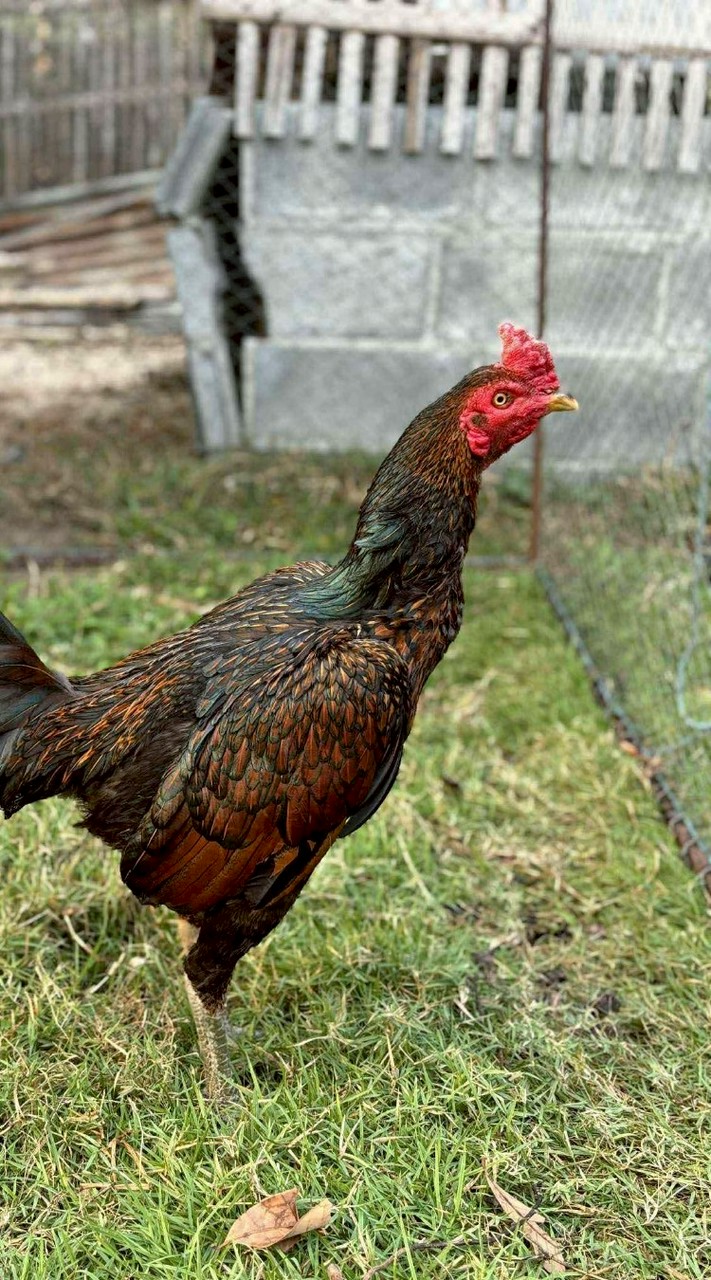 ซุ้มเด็กดื้อแม่เชียงราย