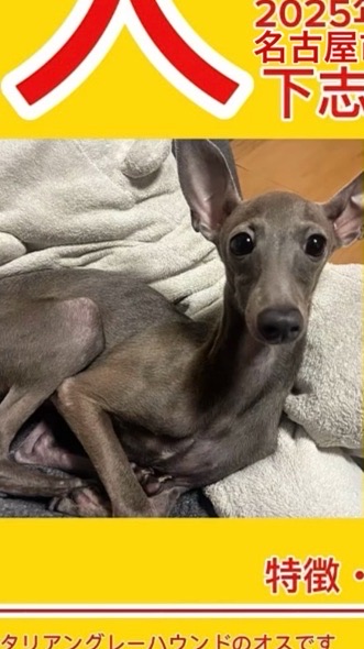 名古屋市守山区迷い犬イタグレのギンくん捜索