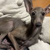名古屋市守山区迷い犬イタグレのギンくん捜索
