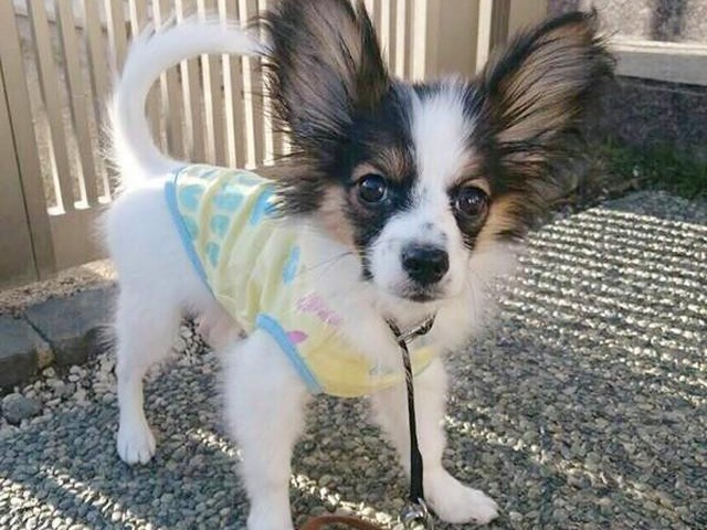 油断は禁物 愛犬を 迷い犬 にしないために いぬのきもちnews