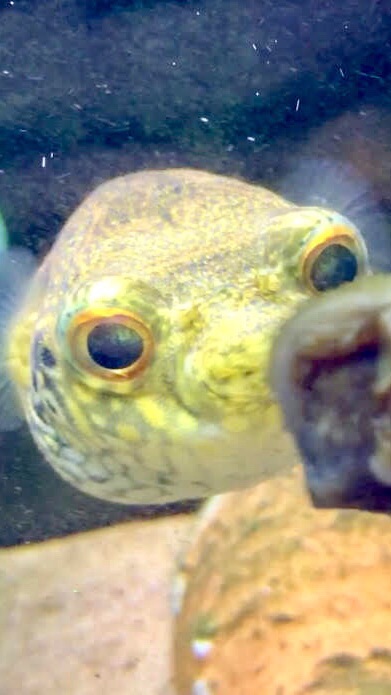 フグ好き🐡のオープンチャット