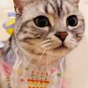 スパファン㊙️アイルnoにゃわん隊😺限定