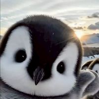 哈拉群