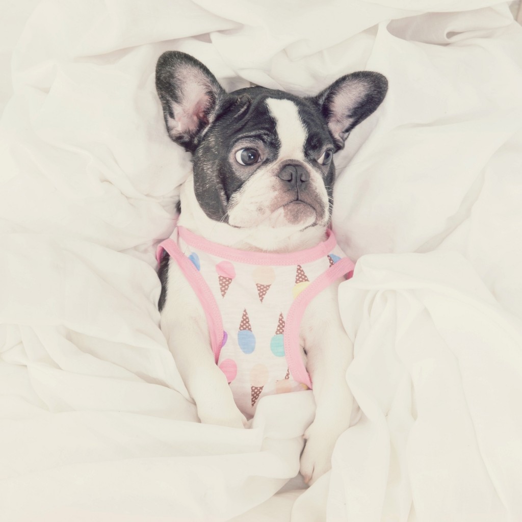 因此，穿起來舒適是最基本的。尺寸明細S號：頸圍36cm 胸圍50cm 背長30cm(適合胸圍46~52cm的狗狗)M號：頸圍39cm 胸圍56cm 背長32cm(適合胸圍52~58cm的狗狗)L號：頸