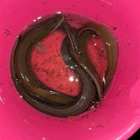 ウナギ釣り情報発信局　首都圏