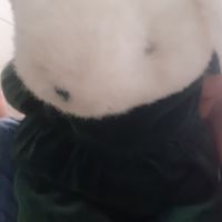 หวัดดีไวรุ่นน้ำนม