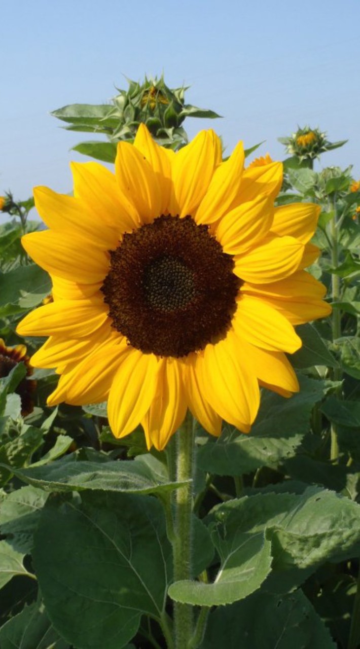 🏡🌻TAWAN 🌻🏡