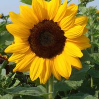 🏡🌻TAWAN 🌻🏡
