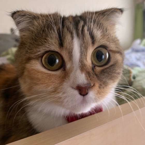 どんな気持ちなの 猫が にゃにゃにゃ と鳴くときの心理