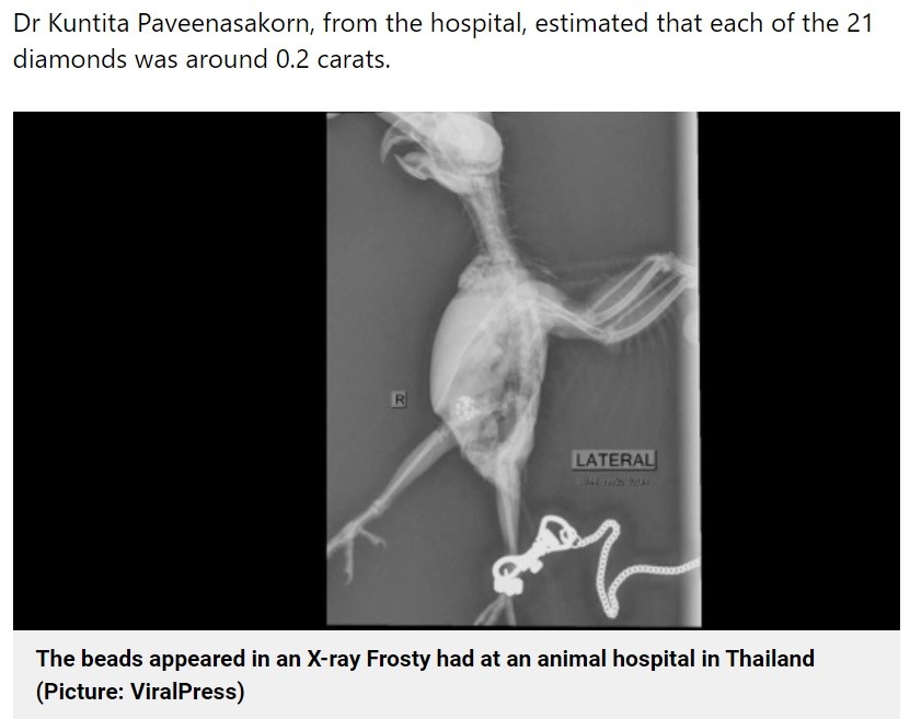 宝石の魅力に取りつかれたインコ 21個ものダイヤモンドを飲み込む タイ